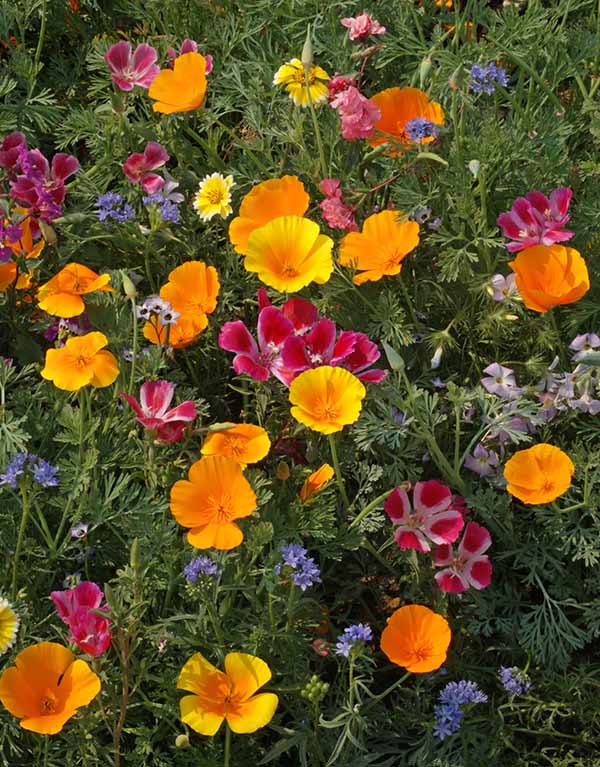 Renee's Garden Scatter Can - Wildflowers