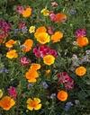 Renee's Garden Scatter Can - Wildflowers