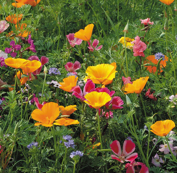Renee's Garden Scatter Can - Wildflowers