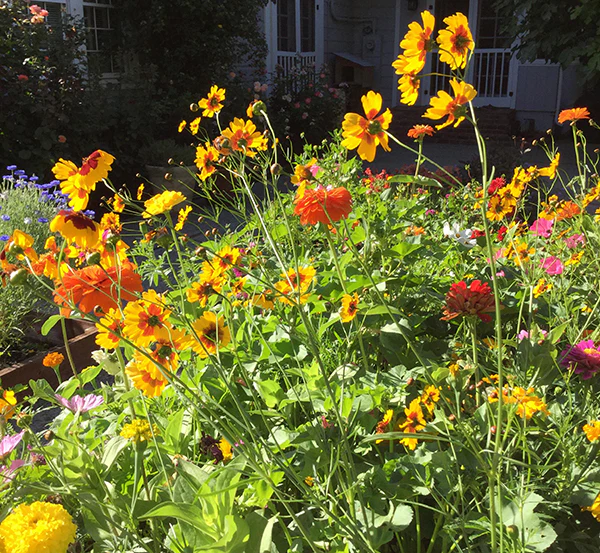 Renee's Garden Scatter Can - Wildflowers