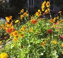Renee's Garden Scatter Can - Wildflowers