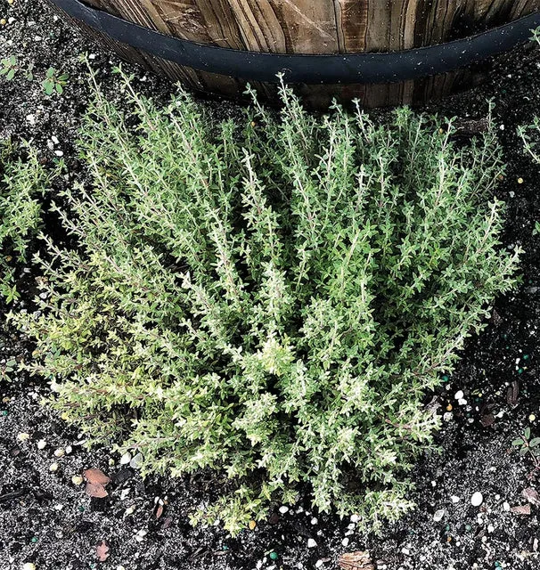 HR1199-Orangelo-Thyme-3_x640_crop_center.webp