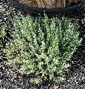 HR1199-Orangelo-Thyme-3_x640_crop_center.webp