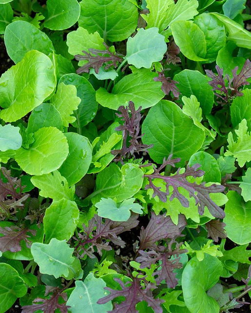 WCS Lettuce- Mescluns Wonder Wok (Pelleted) 