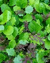 WCS Lettuce- Mescluns Wonder Wok (Pelleted) 