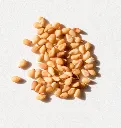 Golden-Sesame-Seeds-0X7A9304_x640_crop_center.webp