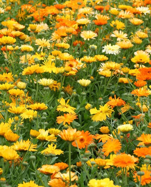 WCS Calendula - Pacific Beauty