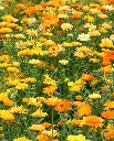 WCS Calendula - Pacific Beauty