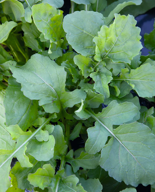 WCS Arugula - Arugula Astro Seed Tape