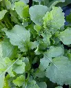 WCS Arugula - Arugula Astro Seed Tape