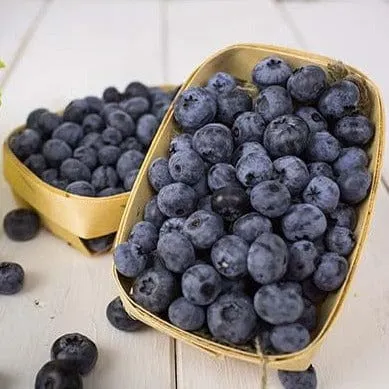 blueberry-patriot-15668253163583.webp