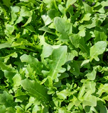 WCS Arugula - Bellezia Certified Organic