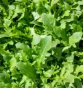 WCS Arugula - Bellezia Certified Organic