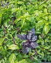 WCS Basil - Kitchen Blend