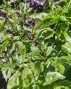 WCS Basil - Kitchen Blend