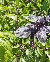 WCS Basil - Kitchen Blend