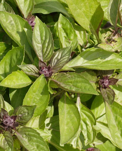 WCS Basil - Siam Queen