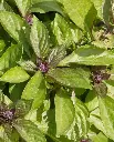 WCS Basil - Siam Queen