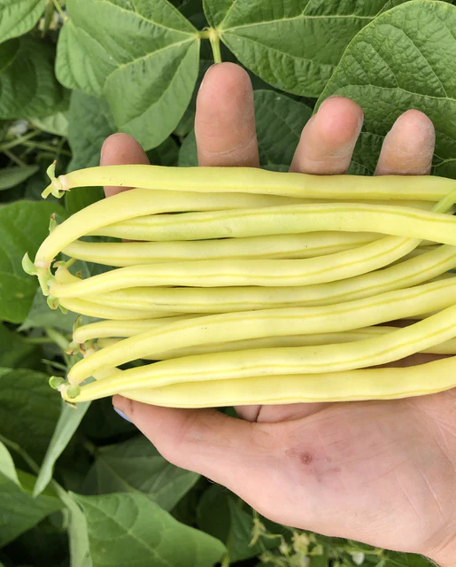 WCS Bean - Gold Rush Certified Organic