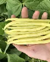 WCS Bean - Gold Rush Certified Organic