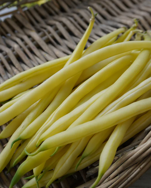 WCS Bean - Gold Rush Certified Organic