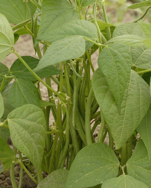 WCS Bean - Maxibel Filet (200 seeds)