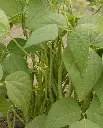 WCS Bean - Maxibel Filet (200 seeds)