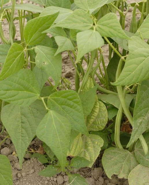 WCS Bean - Maxibel Filet (200 seeds)