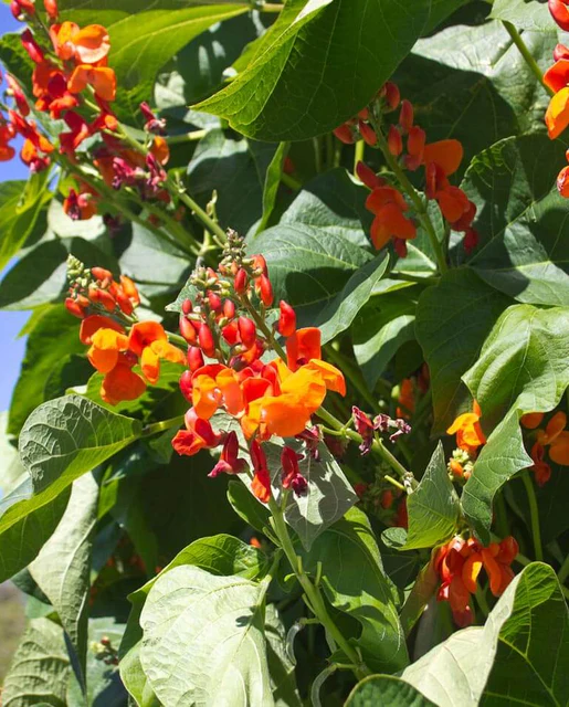 WCS Bean (Pole/Runner)- Scarlet Emperor