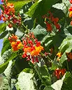 WCS Bean (Pole/Runner)- Scarlet Emperor