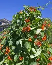 WCS Bean (Pole/Runner)- Scarlet Emperor