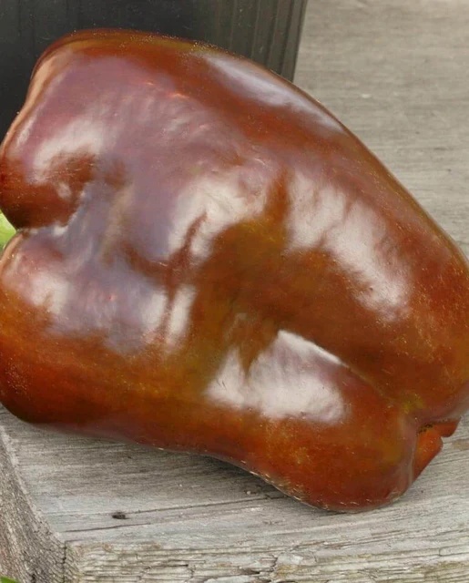 WCS Peppers - Chocolate Beauty