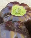 WCS Peppers - Chocolate Beauty
