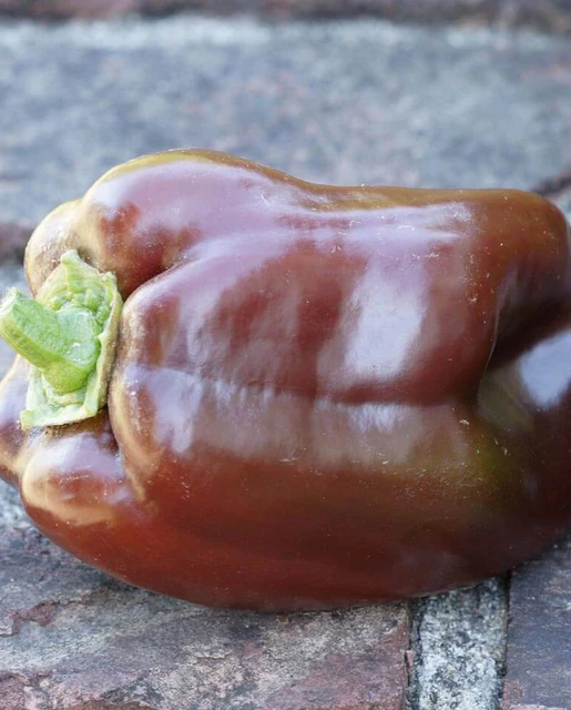 WCS Peppers - Chocolate Beauty