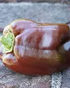 WCS Peppers - Chocolate Beauty