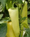 WCS Peppers - Hungarian Yellow Hot Wax