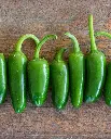 WCS Peppers - Jalapeno M