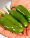 WCS Peppers - Jalapeno M