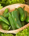 WCS Peppers - Jalapeno M