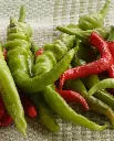 WCS Peppers - Pepperoncini