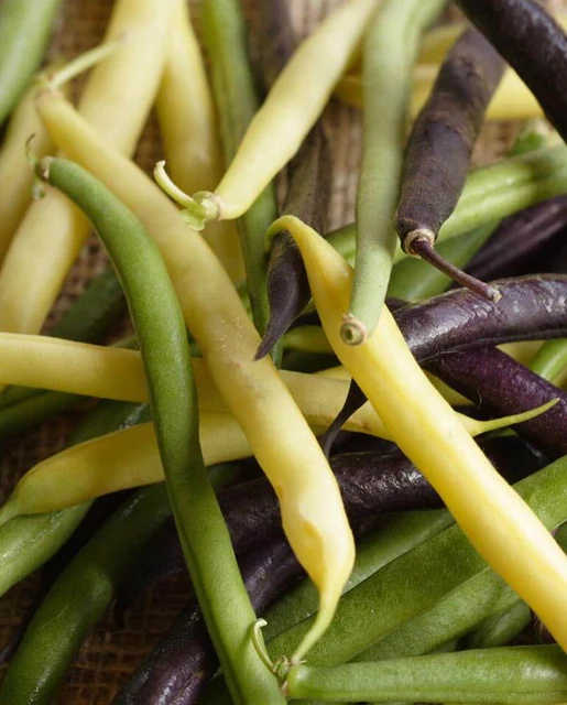 WCS Bean - TRICOLOUR BEAN BLEND