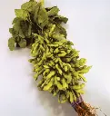 WCS Bean - Tohya Edamame