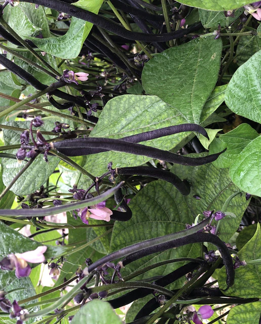 WCS Bean - Velour (Purple)