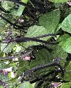 WCS Bean - Velour (Purple)