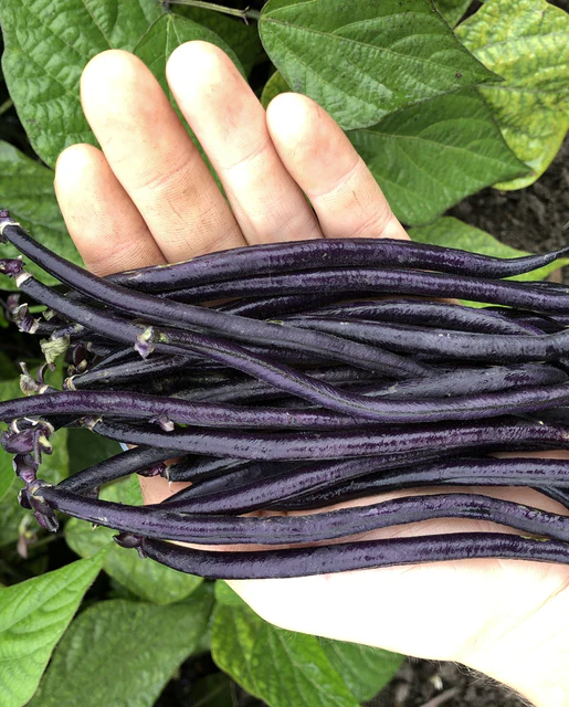 WCS Bean - Velour (Purple)