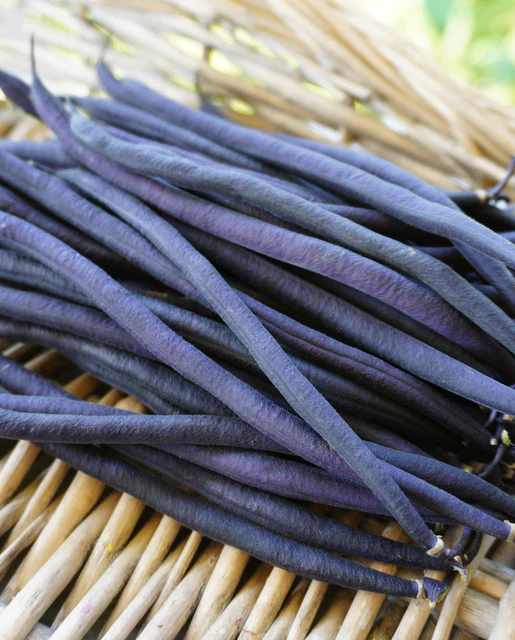 WCS Bean - Velour (Purple)