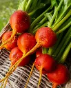 WCS Beets - Golden Boy