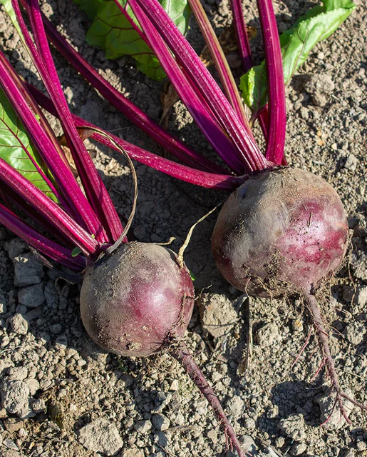 WCS Beets - Subeto Coated Organic