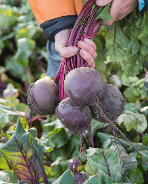 WCS Beets - Subeto Coated Organic