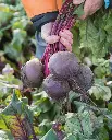 WCS Beets - Subeto Coated Organic